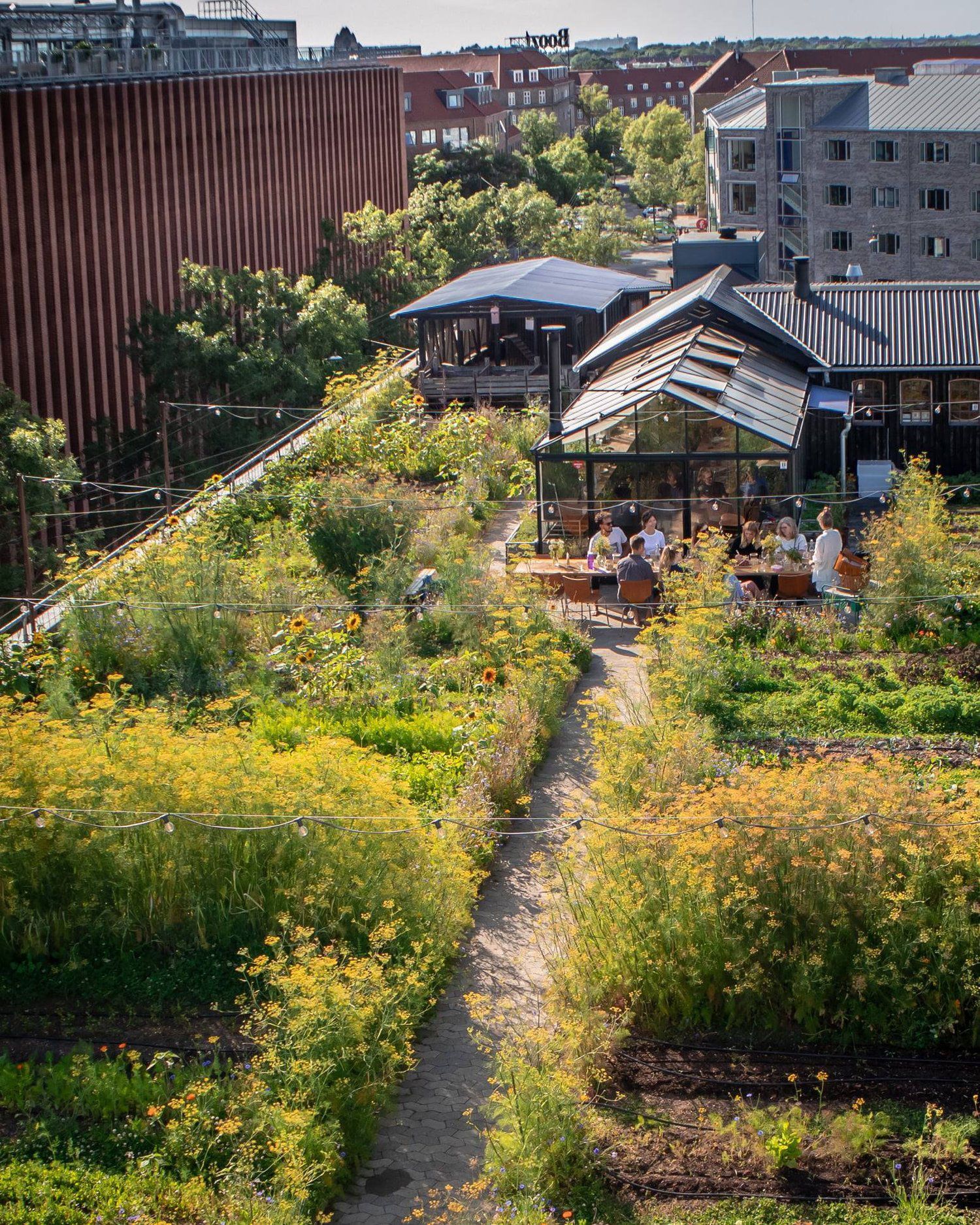 Dachbegrünung Dachgarten Pflanzen Dach ØsterGro Kopenhagen Urban Farming