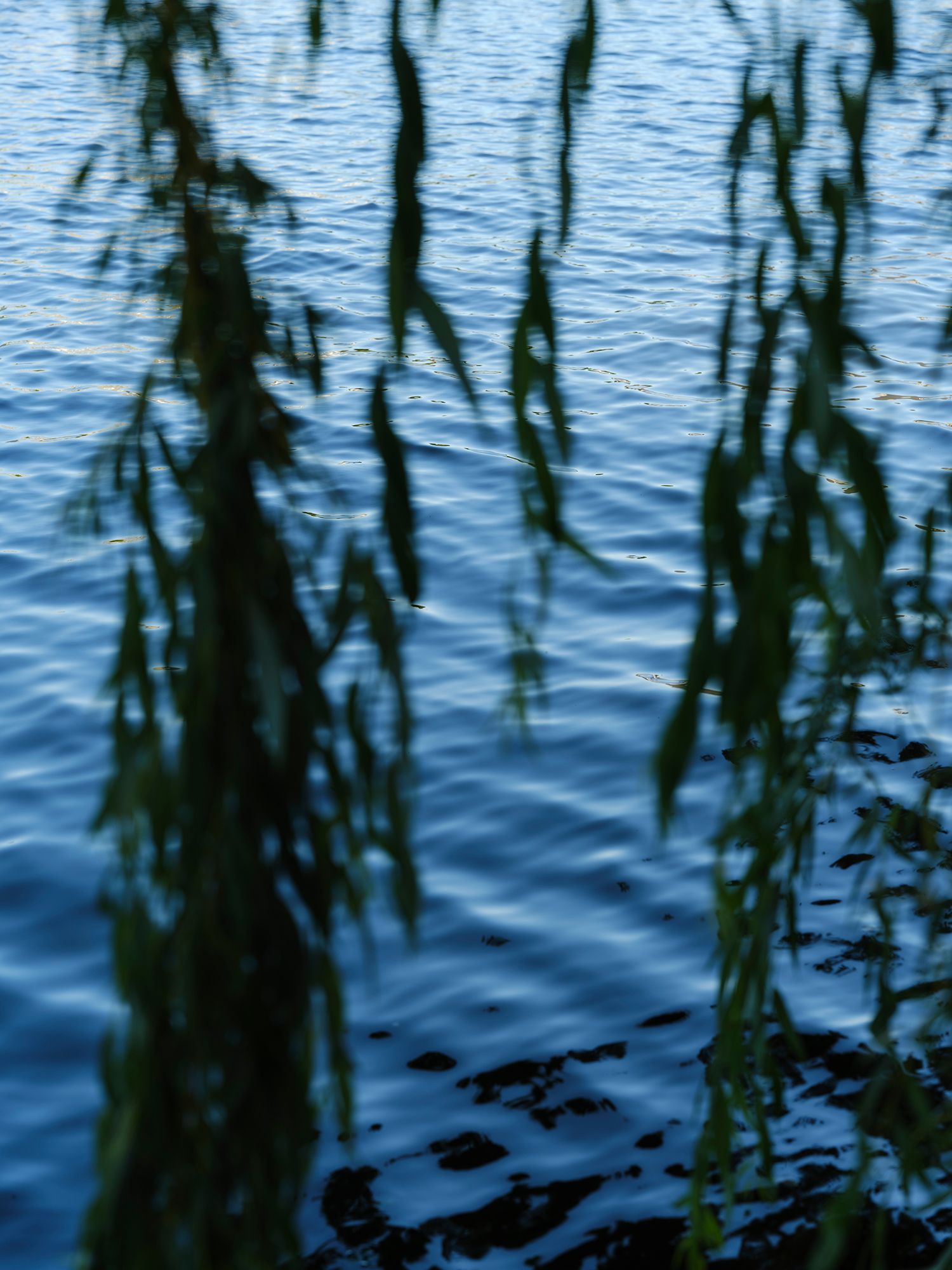 Spree